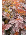 Пухироплідник калинолистий `Діаболе д`Ор Міндіа`|Physocarpus opulifolius `Diable d`Or Mindia`|Пузыреплодник калинолистный `Диаболе д`Ор Миндиа`  